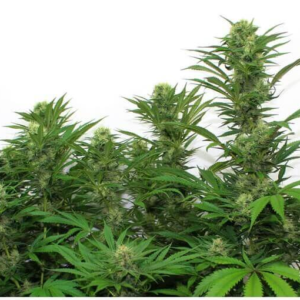 Lima Haze Feminizada (Gea Seeds)