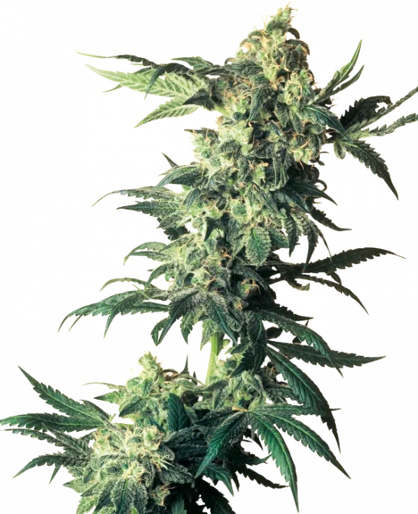 Northern Lights Feminizada Sensi Seeds