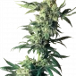 Northern Lights Feminizada Sensi Seeds