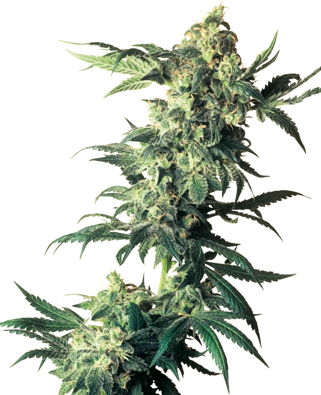 Northern Lights Feminizada Sensi Seeds